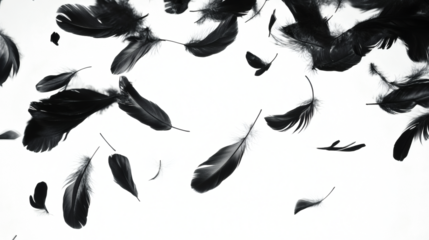 Abstract flying goose black feathers floating on white background.