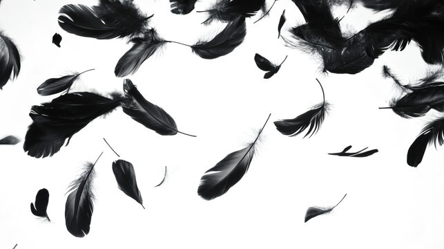 Abstract flying goose black feathers floating on white background.