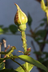 Close-up of aphids clustered on the stem and leaves of a rose bush, showing details of the small insects