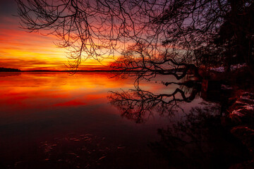 Crooked willow against a red sunset sky on a winter evening