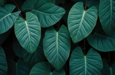 Fototapeta premium Close-up view of fresh green tropical leaves. Natural pattern texture background with exotic plants in forest. Leaf veins detail, dark green background, eco concept. Jungle foliage, natural