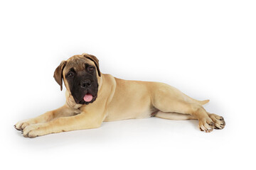 Obraz premium Portrait of a Mastiff puppy on white background, showing its wrinkled face and calm expression