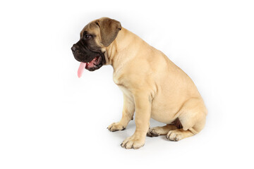 Obraz premium Portrait of a Mastiff puppy on white background, showing its wrinkled face and calm expression