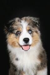 Portrait of a merle Miniature American Shepherd puppy with striking blue eyes and a fluffy coat