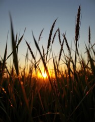 silhouette of grass blades backlit by sunset, creating a dramatic contrast
