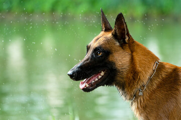 Malinois nach dem Schwimmen 