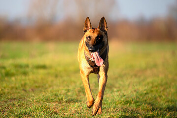 Malinois beim laufen in der Abendsonne