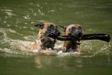 Zwei Malinois am Schwimmen beide halten einen Stock und wollen ihn an Land zurück bringen