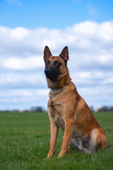Malinois sitzt stolz auf der Wiese vor blauem Himmel