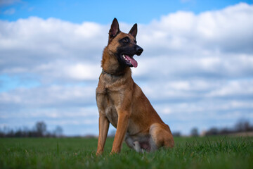 Stolzer Malinoi Rüde vor weiß blauem Himmel beobachtet Aufmerksam