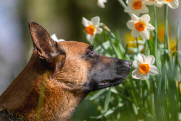 Malinois riechend an Frühlingsblumen romantische Szene