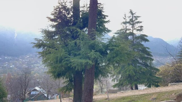 Deodar Footage and Forest Life, Exploring Jungles, Trees, Timber Craft, Carpenters, and the Vital Role of Green Gold in Our Ecosystem in Jammu and Kashmir
