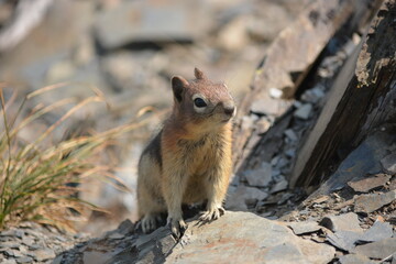 Close up of ground squirrel on a rock
