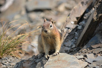 Close up of ground squirrel on a rock in the mountains © MaggieR