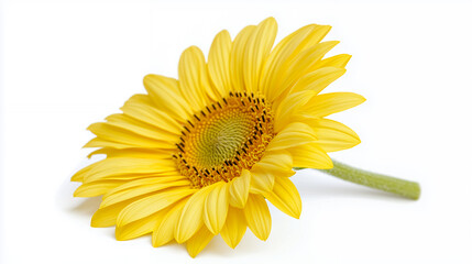 Vibrant sunflower with bright yellow petals and textured center, showcasing its natural beauty and charm