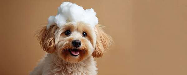 Happy wet brown Maltipoo dog taking bath with soap foam on head. Dog grooming in beauty salon, pet shop or home. Cute puppy smiling looks at camera, beige background, copy space.