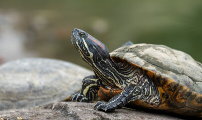 Red-eared slider bask near a pond
