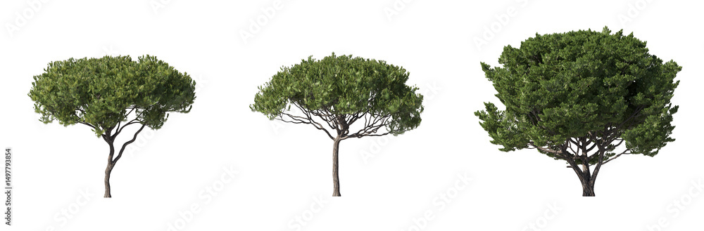 Aufkleber realistic greenery forest trees collection on transparent backgrounds. high quality 3d rendering. pn