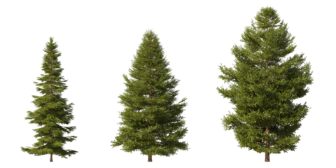 Realistic greenery forest trees collection on transparent backgrounds. high quality 3d rendering. png format	