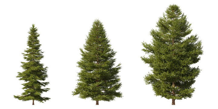 Realistic greenery forest trees collection on transparent backgrounds. high quality 3d rendering. png format	