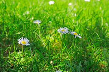 Gänseblümchen Wiese