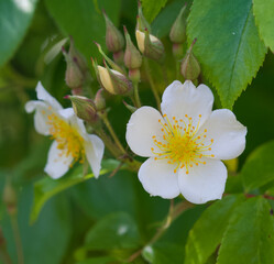 Beautiful close-up of rosa henryi