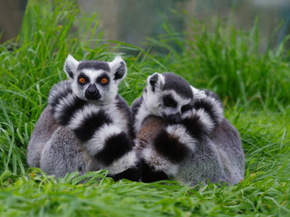 two lemurs sitting on the grass one of them is sleeping the other is looking at the camera