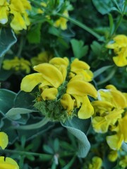 Cluster of Yellow Flowers Blooming with Downy Green Leaves in Natural Light