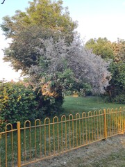 Trees Infested with Webbing Caterpillars Adjacent to an Abandoned Yellow Barrier