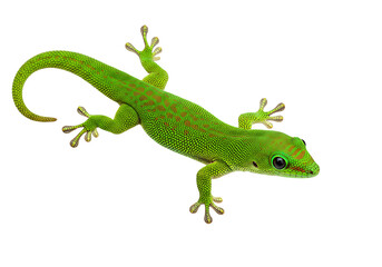 Emerald Gecko: A Vibrant Reptile Portrait in Clean Style