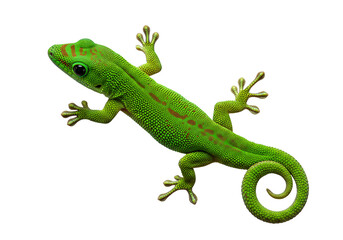 Fototapeta premium Vibrant Green Gecko: A Striking Close-Up Portrait