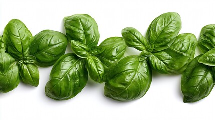 Fototapeta premium Fresh Basil Leaves Arranged in Row Isolated on White Background