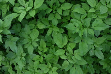 A close-up view of lush green foliage forming a natural texture. The leaves overlap densely, creating a vibrant and organic background. Perfect for nature, ecology, or botanical themes.