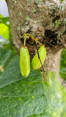 The starfruit, with the scientific name Averrhoa bilimbi L., which is still attached to the tree, is green in color and has a sour taste. It is known for various health benefits.
