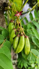 The starfruit, with the scientific name Averrhoa bilimbi L., which is still attached to the tree, is green in color and has a sour taste. It is known for various health benefits.