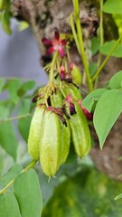 The starfruit, with the scientific name Averrhoa bilimbi L., which is still attached to the tree, is green in color and has a sour taste. It is known for various health benefits.