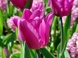 tulip is blooming. Closeup. Bright pink petals. Springtime