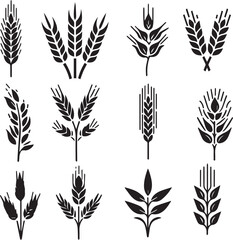 wheat ears isolated on white background