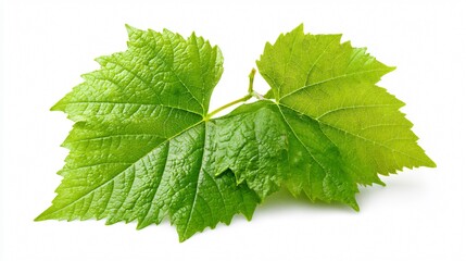 Fototapeta premium Fresh Grape Leaves Isolated on White Background for Culinary Designs