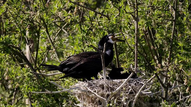 vid&eacute;o d'un joli couple de grands cormorans au nid avec les b&eacute;b&eacute;s, un jour ensoleill&eacute; de printemps