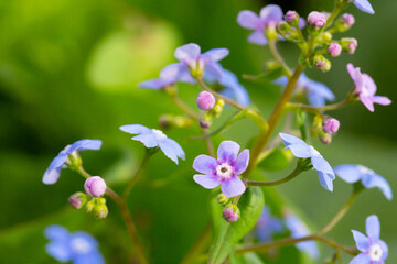Siberian bugloss flowers Brunnera macrophylla. Small blue and purple flowers, macro. Summer flower background