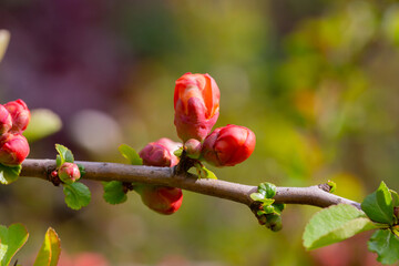 A plant with flowering wild Japanese quince (Chaenomeles japonica) on a sunny day. Lots of...