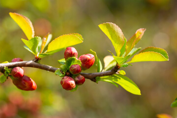 Obraz premium A plant with flowering wild Japanese quince (Chaenomeles japonica) on a sunny day. Lots of beautiful pink buds of Japanese quince on a natural background, spring