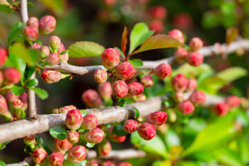 A plant with flowering wild Japanese quince (Chaenomeles japonica) on a sunny day. Lots of beautiful pink buds of Japanese quince on a natural background, spring