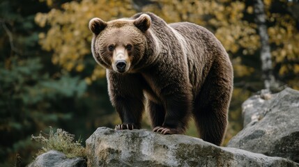 Obraz premium Majestic Brown Bear on Rocks in Forest