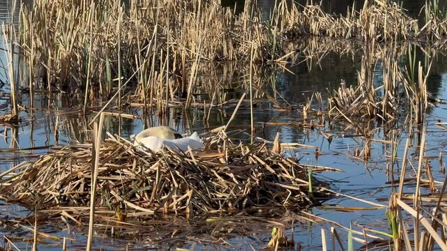 Mute Swan Nesting in Reed Marsh Habitat