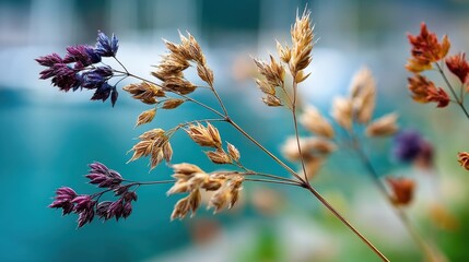 Autumnal Grass Stems Against Teal Background, Close-Up, Nature Detail