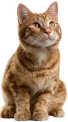 Fototapeta premium Ginger Cat Contemplation: An endearing ginger cat sits regally, gazing upwards with a look of thoughtful consideration, its sleek coat and expressive eyes conveying an air of curious wonder.