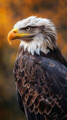 Obraz premium A Charming Eagle