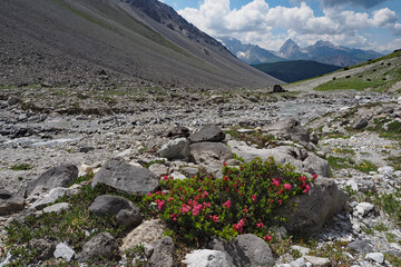 Alpenrosen im Stulser Tal, Parc Ela